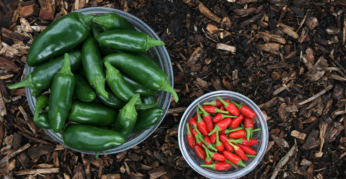 How to Choose the Right Spice for Every Dish